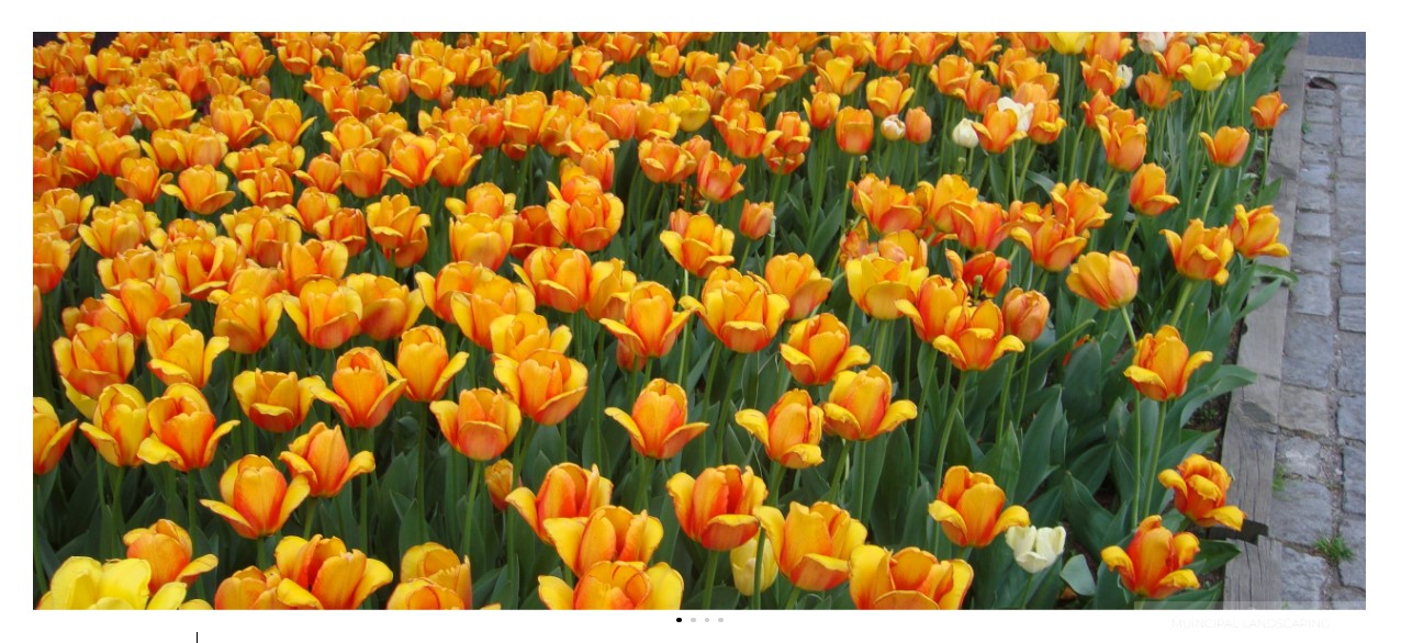 Image gallery image